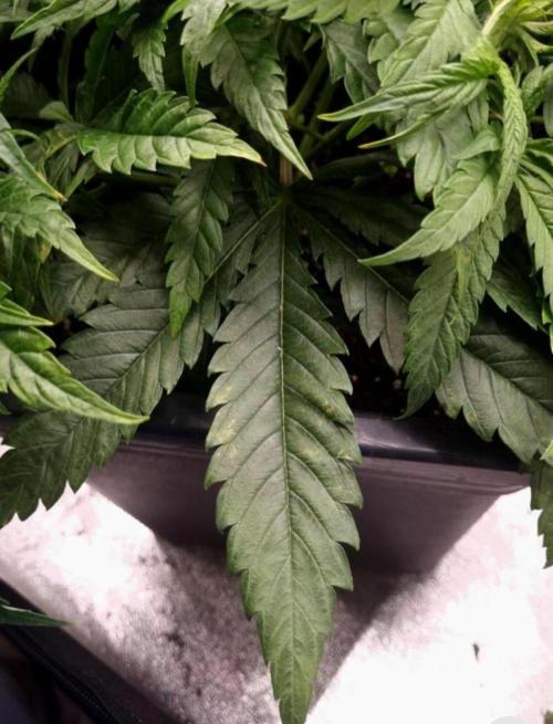 BananaKrumble - GreenHouseSeed. Week 5