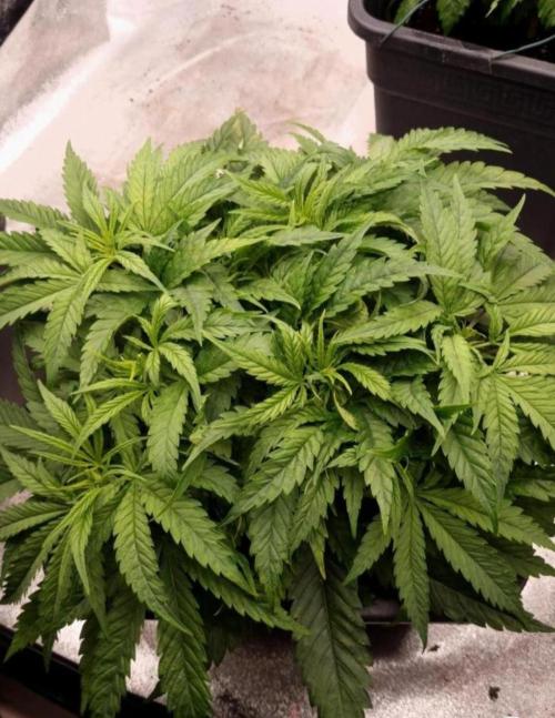 BananaKrumble - GreenHouseSeed. Week 5