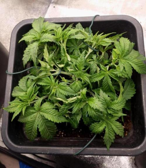 BananaKrumble - GreenHouseSeed. Week 5