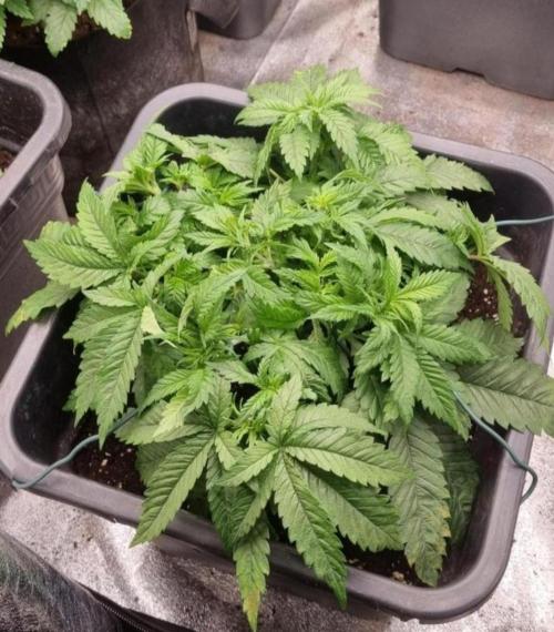 BananaKrumble - GreenHouseSeed. Week 5