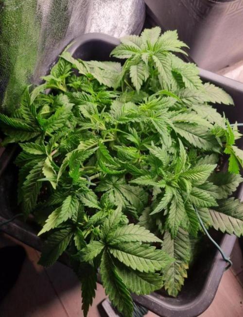 BananaKrumble - GreenHouseSeed. Week 5