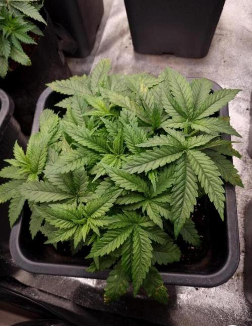 BananaKrumble - GreenHouseSeed. Week 5