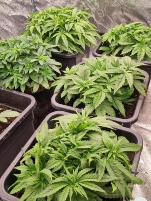 BananaKrumble - GreenHouseSeed. Week 5