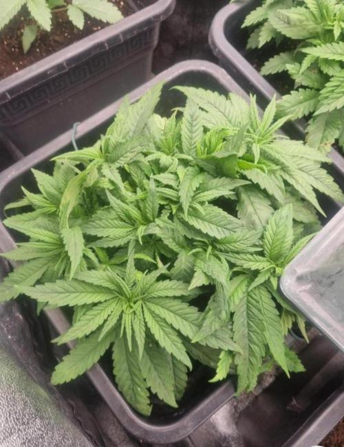 BananaKrumble - GreenHouseSeed. Week 5