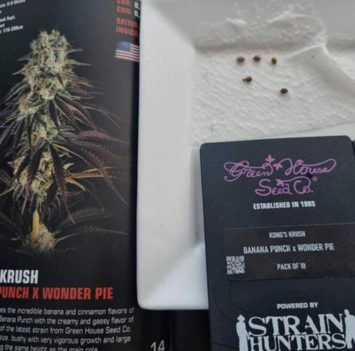 Kong'sKrush - GreenHouseSeed. Week 0