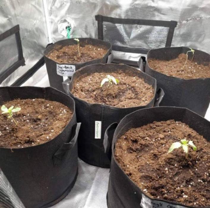 Kong'sKrush - GreenHouseSeed. Week 1