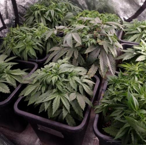 BananaKrumble - GreenHouseSeed. Week 6