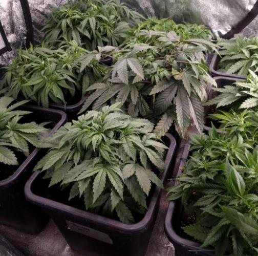BananaKrumble - GreenHouseSeed. Week 6