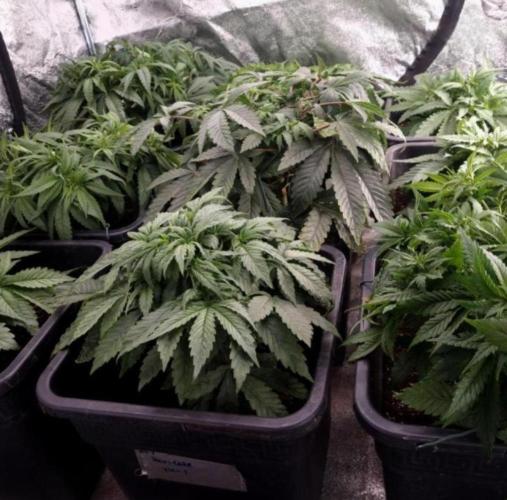 BananaKrumble - GreenHouseSeed. Week 6