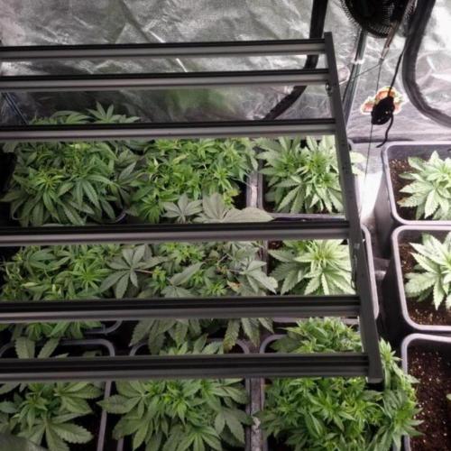 BananaKrumble - GreenHouseSeed. Week 6