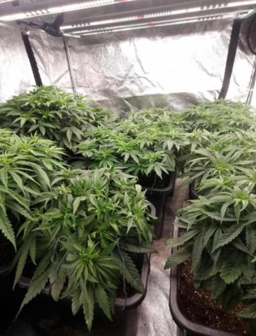 BananaKrumble - GreenHouseSeed. Week 7