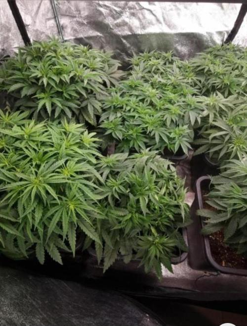 BananaKrumble - GreenHouseSeed. Week 7