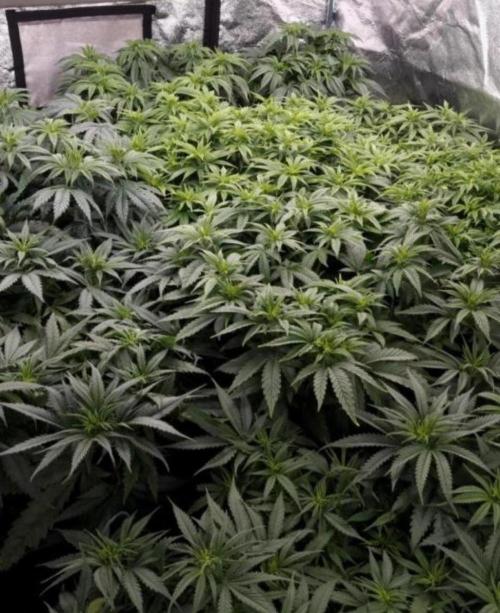 BananaKrumble - GreenHouseSeed. Week 8