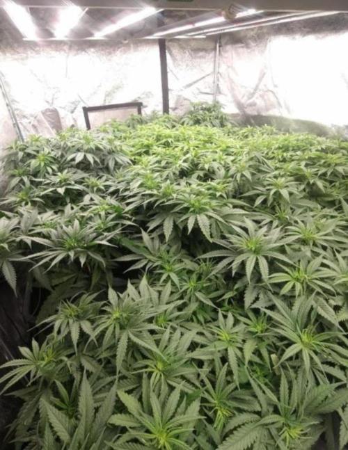 BananaKrumble - GreenHouseSeed. Week 8