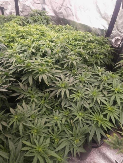BananaKrumble - GreenHouseSeed. Week 8