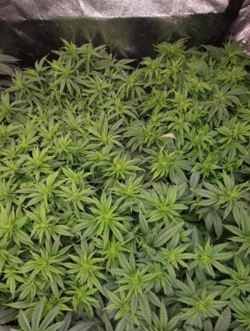 BananaKrumble - GreenHouseSeed. Week 8