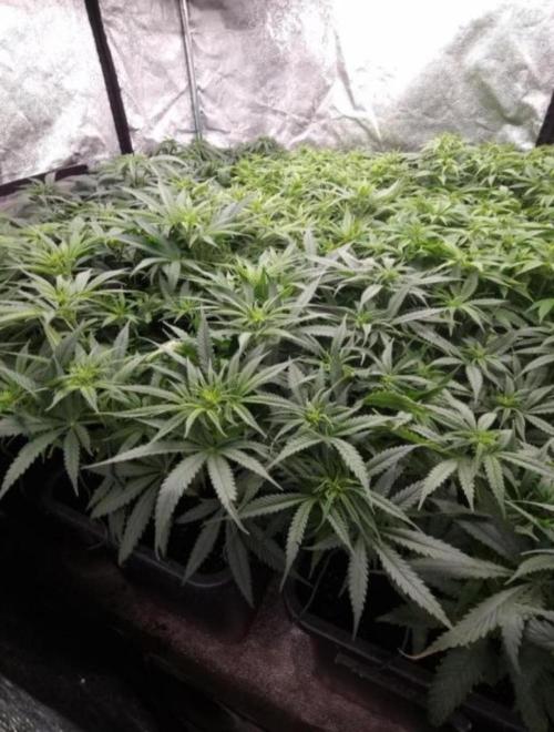 BananaKrumble - GreenHouseSeed. Week 9