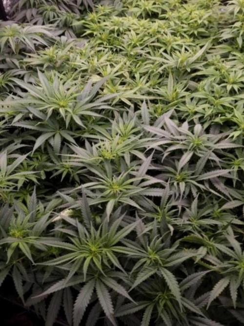 BananaKrumble - GreenHouseSeed. Week 9