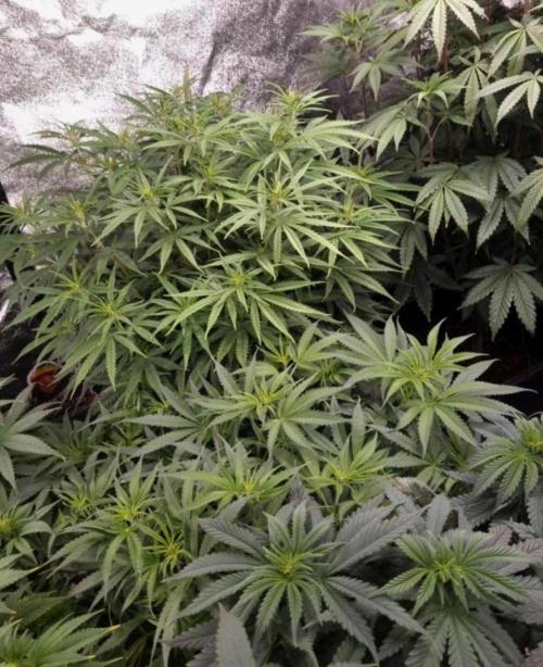 BananaKrumble - GreenHouseSeed. Week 9