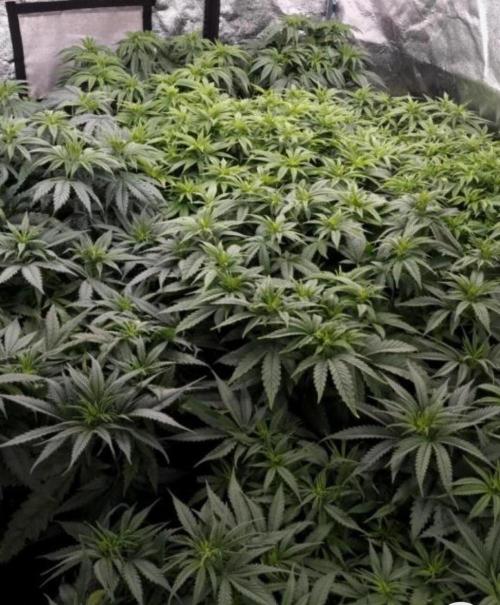BananaKrumble - GreenHouseSeed. Week 9