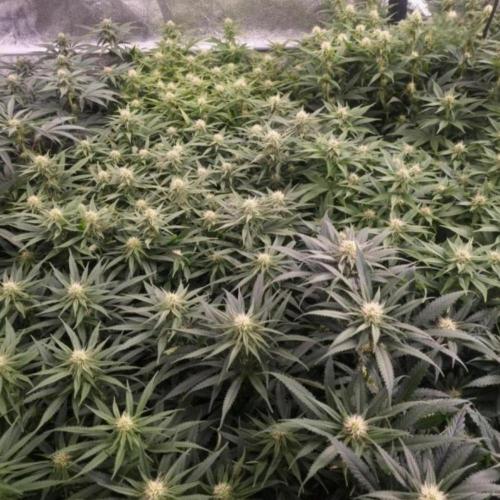 BananaKrumble - GreenHouseSeed. Week 10