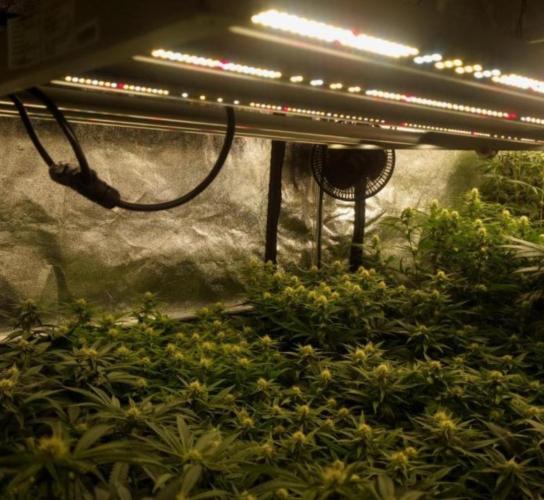 BananaKrumble - GreenHouseSeed. Week 10