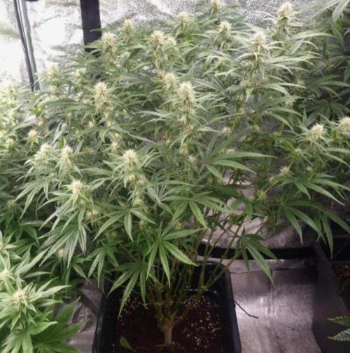 BananaKrumble - GreenHouseSeed. Week 10