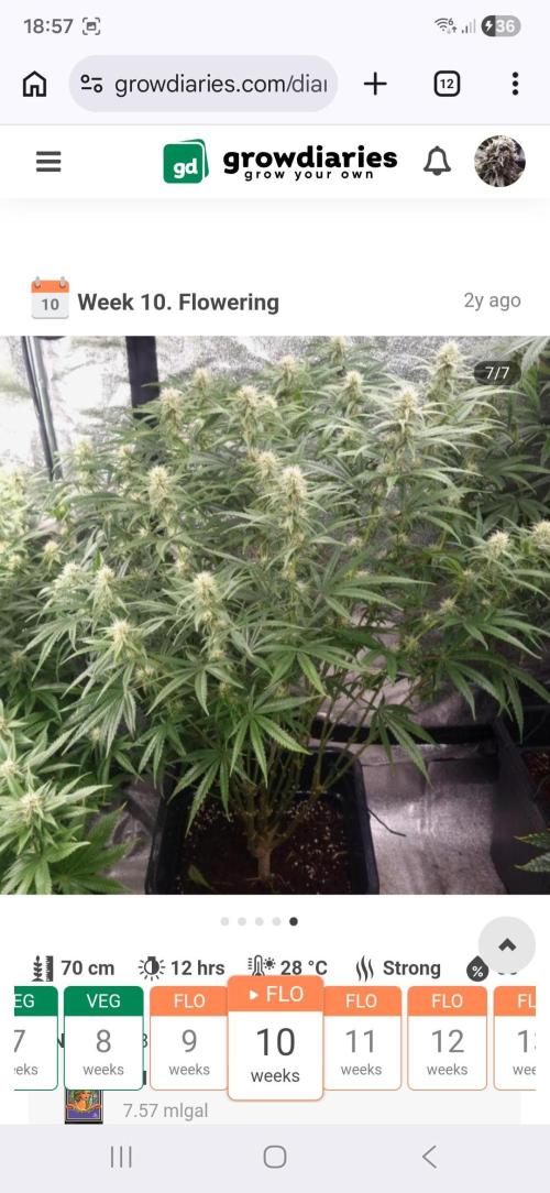 BananaKrumble - GreenHouseSeed. Week 10