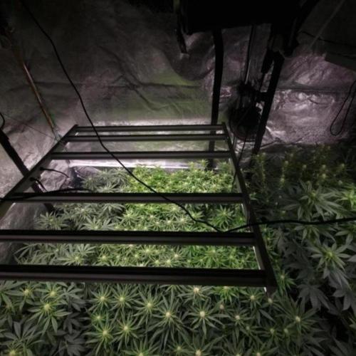 BananaKrumble - GreenHouseSeed. Week 10
