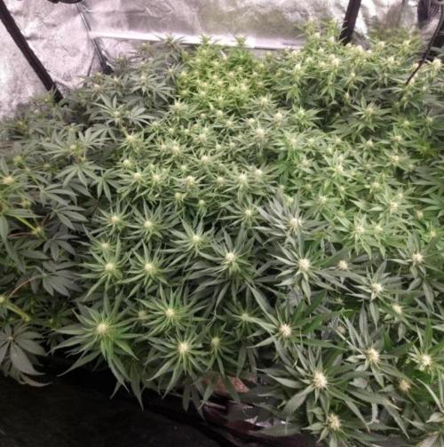 BananaKrumble - GreenHouseSeed. Week 10