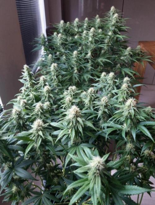 BananaKrumble - GreenHouseSeed. Week 11