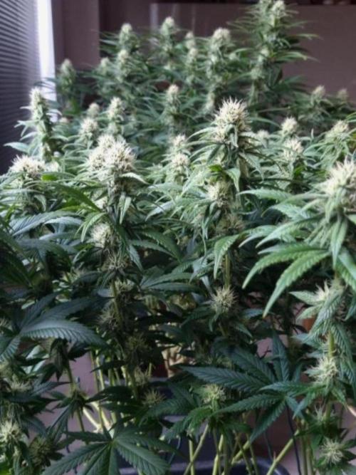 BananaKrumble - GreenHouseSeed. Week 11