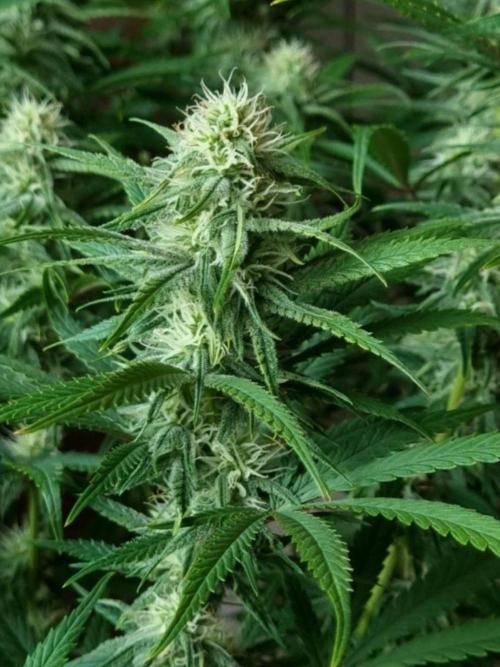 BananaKrumble - GreenHouseSeed. Week 11