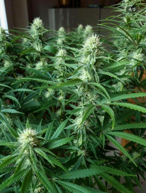 BananaKrumble - GreenHouseSeed. Week 11