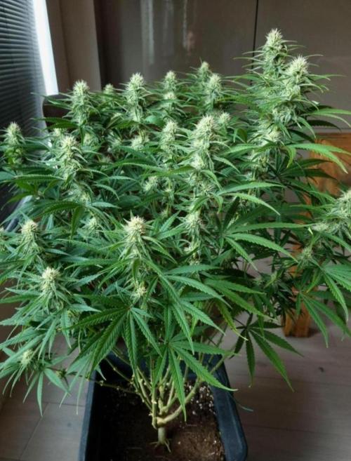 BananaKrumble - GreenHouseSeed. Week 11