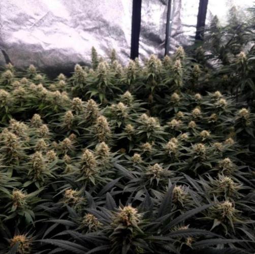 BananaKrumble - GreenHouseSeed. Week 12