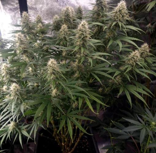 BananaKrumble - GreenHouseSeed. Week 12