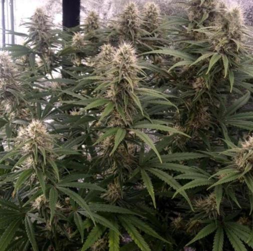BananaKrumble - GreenHouseSeed. Week 12
