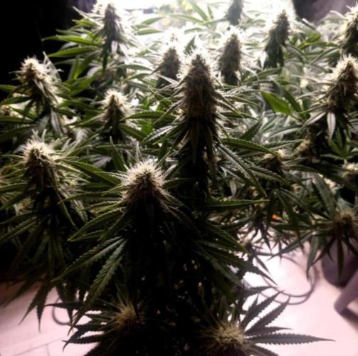 BananaKrumble - GreenHouseSeed. Week 12