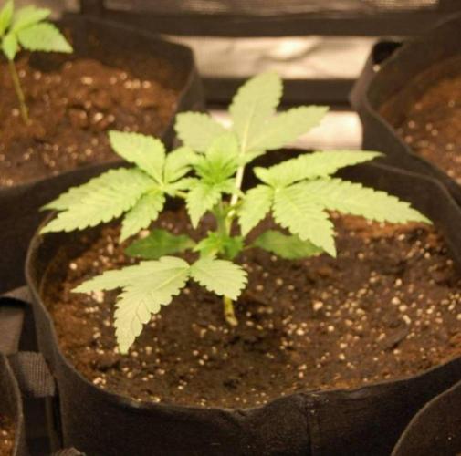Kong'sKrush - GreenHouseSeed. Week 2