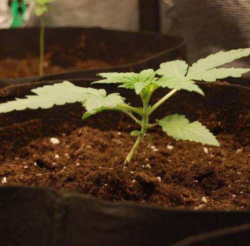 Kong'sKrush - GreenHouseSeed. Week 2