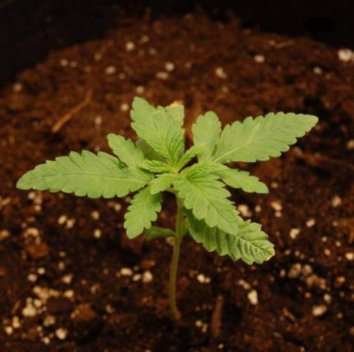 Kong'sKrush - GreenHouseSeed. Week 2