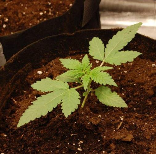 Kong'sKrush - GreenHouseSeed. Week 2