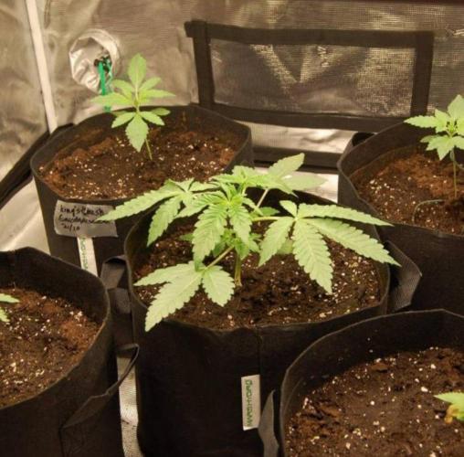Kong'sKrush - GreenHouseSeed. Week 2