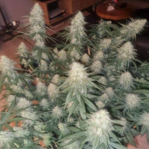 JackHerrer - GreenHouseSeed. Week 11