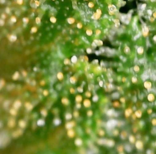JackHerrer - GreenHouseSeed. Week 11