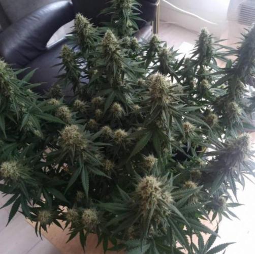 JackHerrer - GreenHouseSeed. Week 11