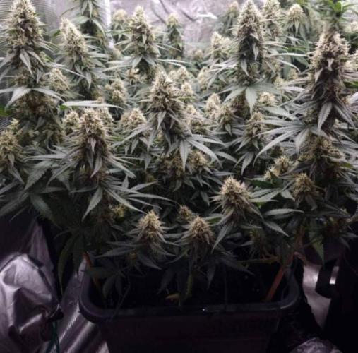 JackHerrer - GreenHouseSeed. Week 11