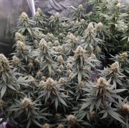 JackHerrer - GreenHouseSeed. Week 11