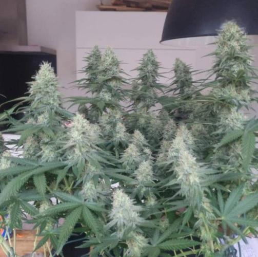 JackHerrer - GreenHouseSeed. Week 11